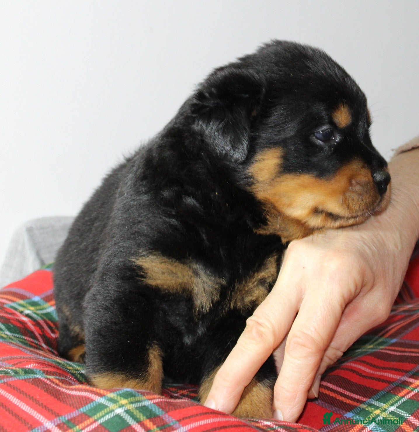Rottweiler cani Cuccioli Rottweiler linea Tedesca - Annuncio 18