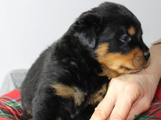 Rottweiler cani Cuccioli Rottweiler linea Tedesca - Annuncio 2