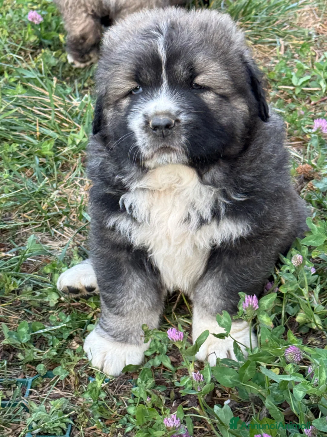 Pastore del Caucaso cani in vendita: Cuccioli Pastore Del Caucaso a Provincia di Savona - Annuncio 2