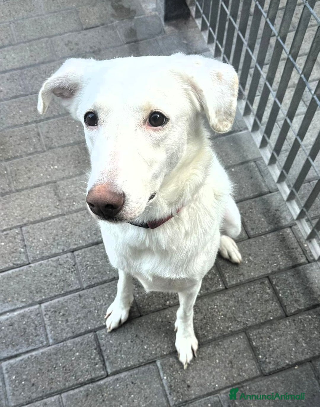 Meticcio cani in regalo: GENNA BELLISSIMA CAGNOLINA - Annuncio 4