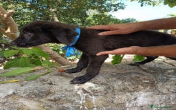 Meticcio cani in regalo: PEPE ASPETTA UNA MAMMA  a Provincia di Varese - Immagine 3