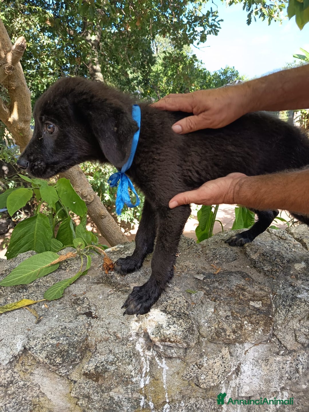 Meticcio cani in regalo: PEPE ASPETTA UNA MAMMA  a Provincia di Varese - Immagine 3