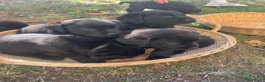 Labrador 1