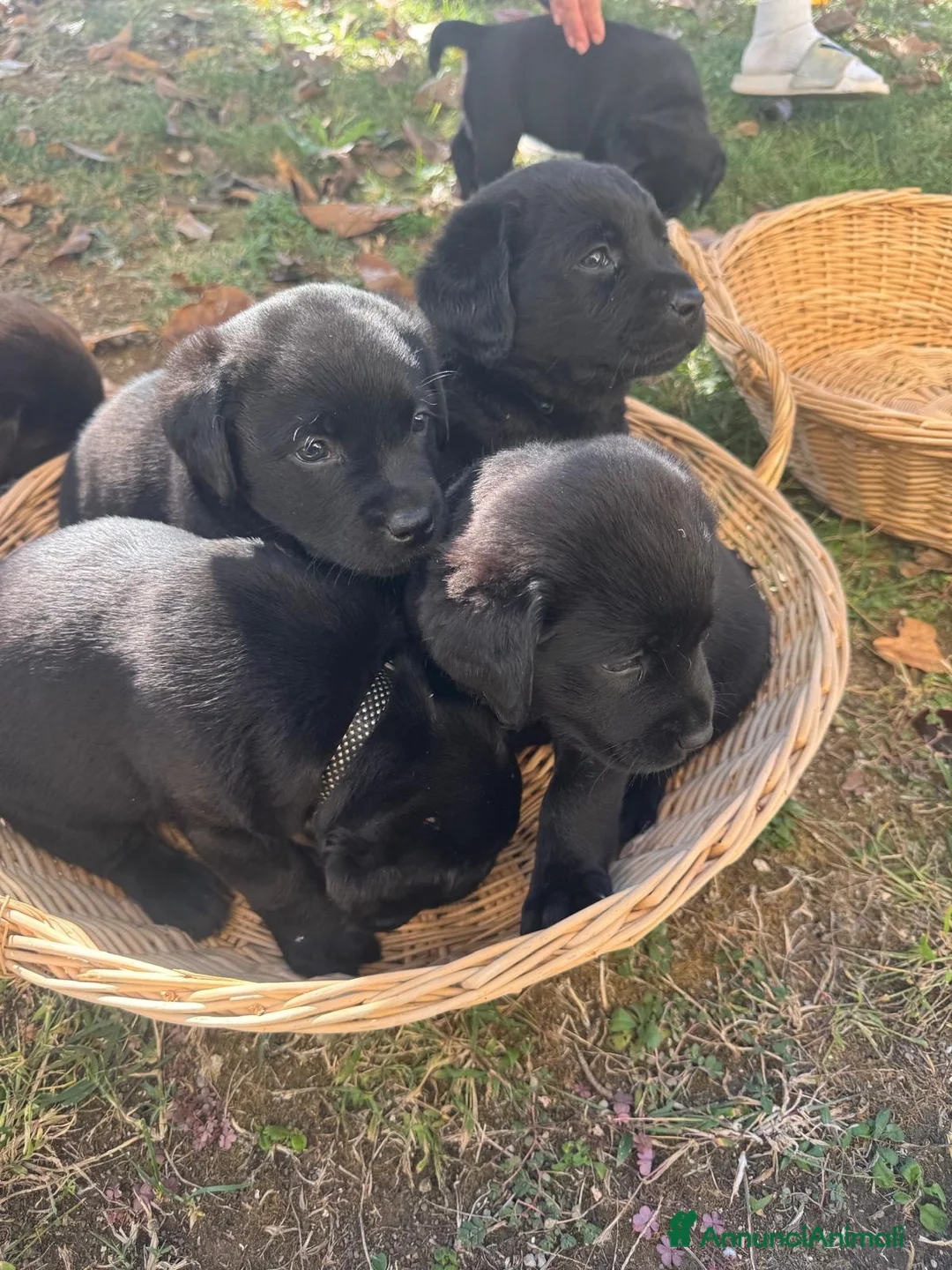 Labrador cani in vendita: Vendita Labrador  - Annuncio 2