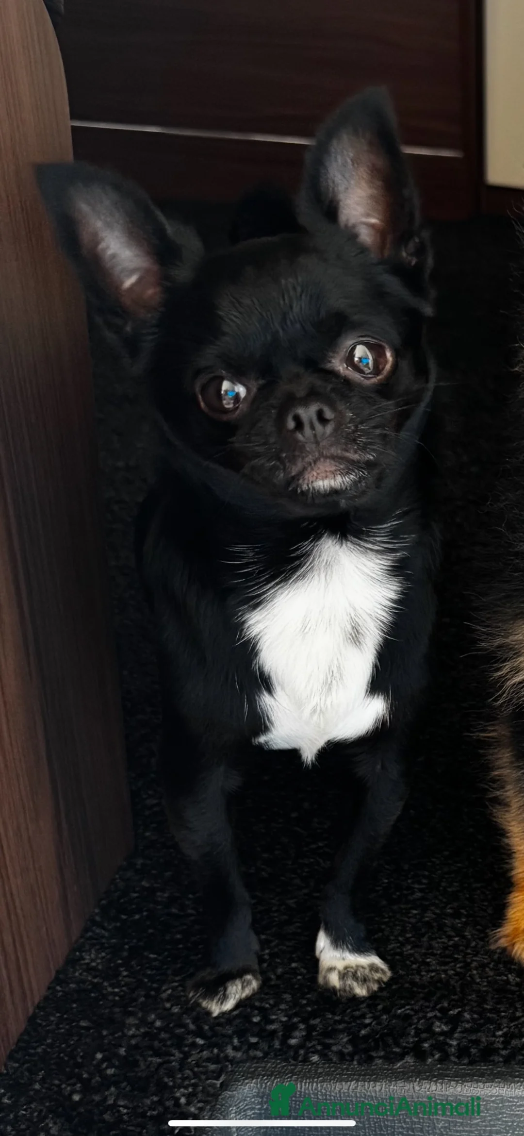 Chihuahua cani per accoppiamento: Chihuahua nero nano - Annuncio 2