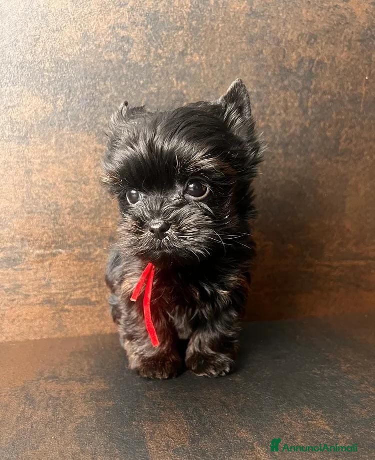 Yorkshire cani Quattro minuscole Yorkie femmine, Ognuna unica - Annuncio 4