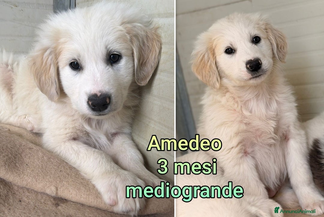 Meticcio cani in regalo: CUCCIOLI SOLI ED ESCLUSI! - Annuncio 5