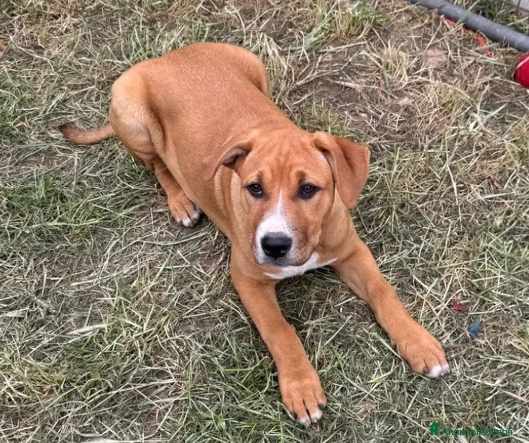 Meticcio cani in regalo: Camilla! (25kg-5 mesi)  - Annuncio 2