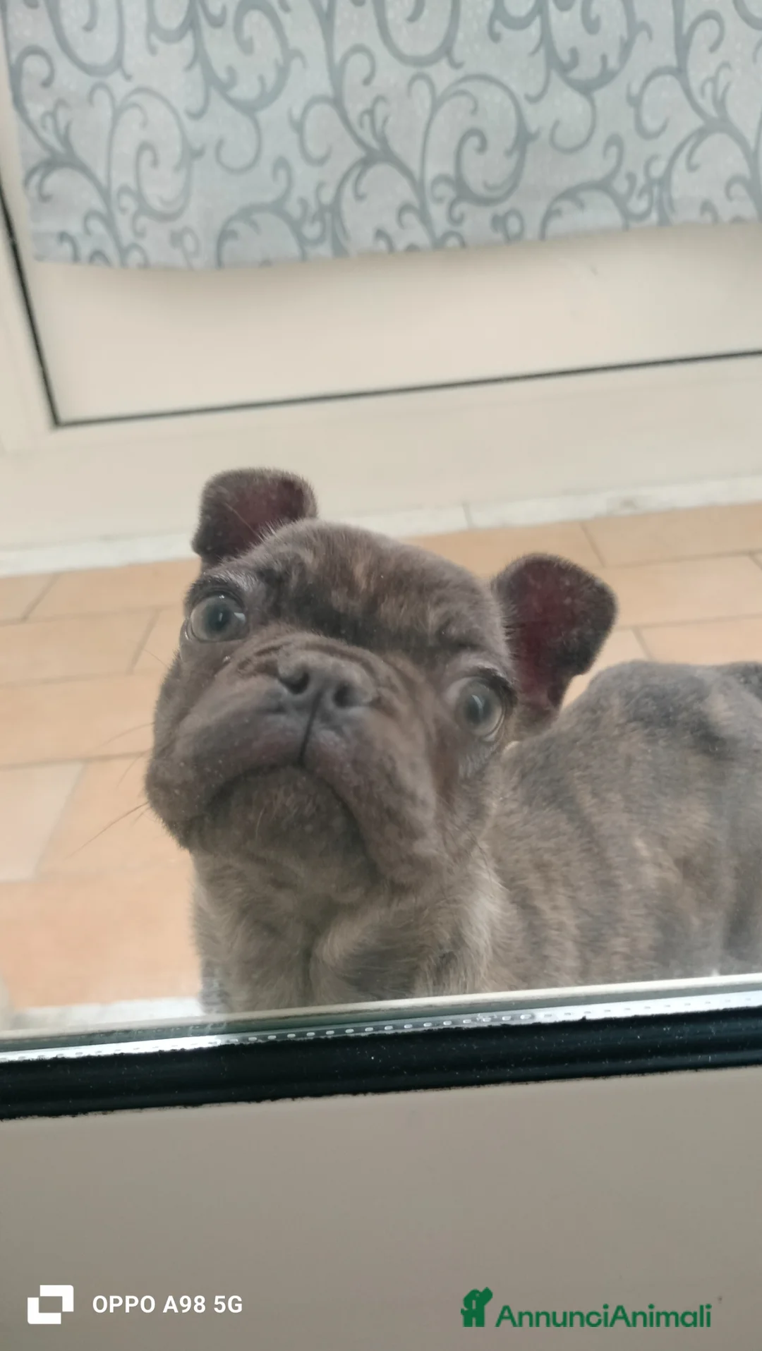 Bulldog Francese cani in vendita: Cucciola bulldog francese  a Libero consorzio comunale di Agrigento - Annuncio 5