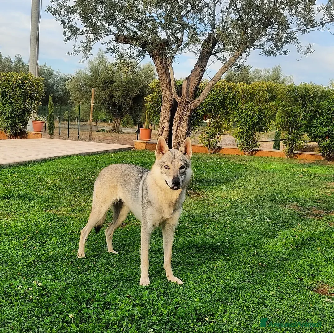 Lupo Cecoslovacco cani per accoppiamento: Cercasi lupo cecoslovacco per accoppiamento a Provincia di Viterbo - Annuncio 1