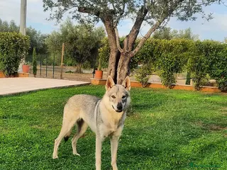 Lupo Cecoslovacco cani Cercasi lupo cecoslovacco per accoppiamento - Annuncio 2