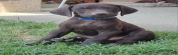 Bracco cani in vendita: Cucciolo Bracco Tedesco  a Provincia di Alessandria - Annuncio 6