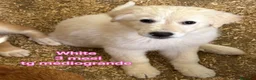 Meticcio cani in regalo: CUCCIOLI BISOGNOSI: URGENTE  a Città Metropolitana di Torino - Annuncio 9
