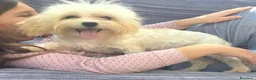 Maltipoo cani in vendita: Maltipoo - Annuncio 2