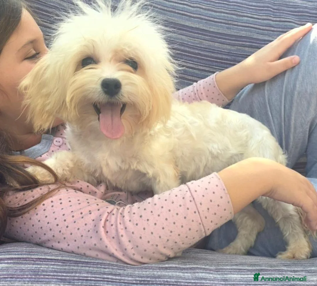 Maltipoo cani in vendita: Maltipoo - Annuncio 2