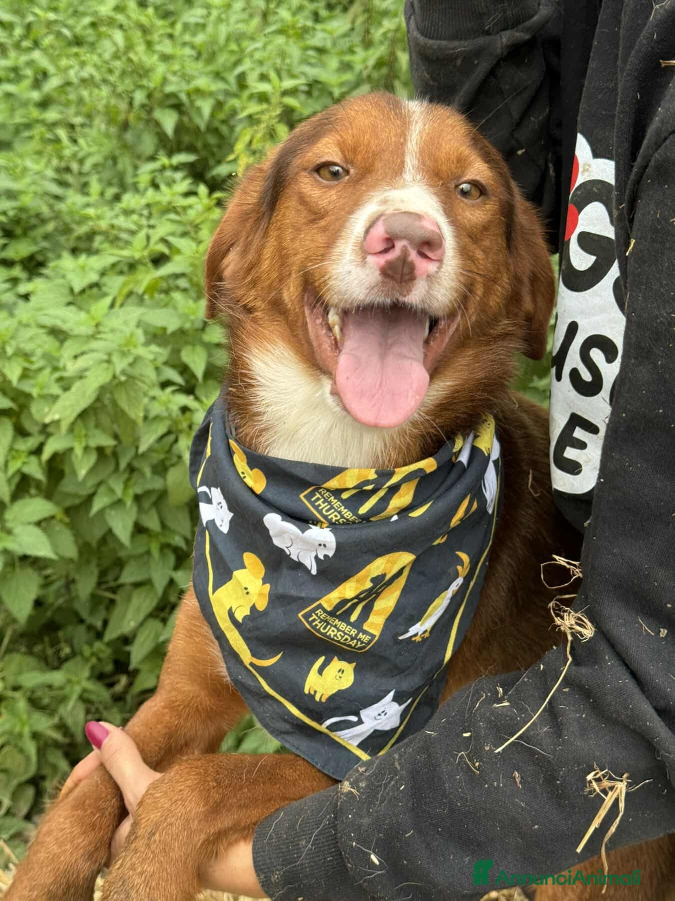 Meticcio cani MUFFIN, il cucciolone più DOLCE! - Annuncio 30