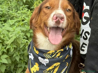 Meticcio cani MUFFIN, il cucciolone più DOLCE! - Annuncio 26