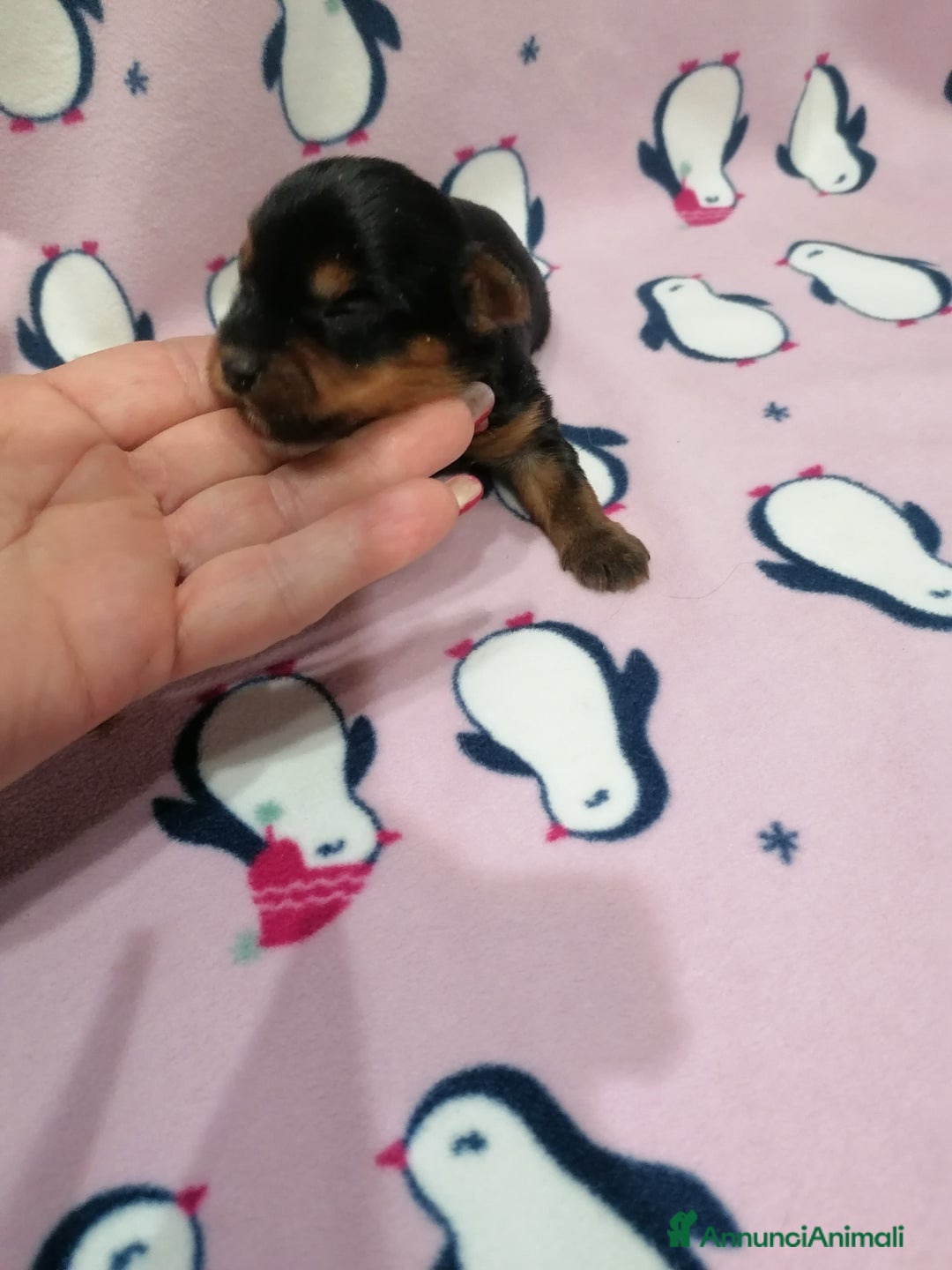 Yorkshire cani in vendita: Yorkshire Terrier cuccioli - Annuncio 2