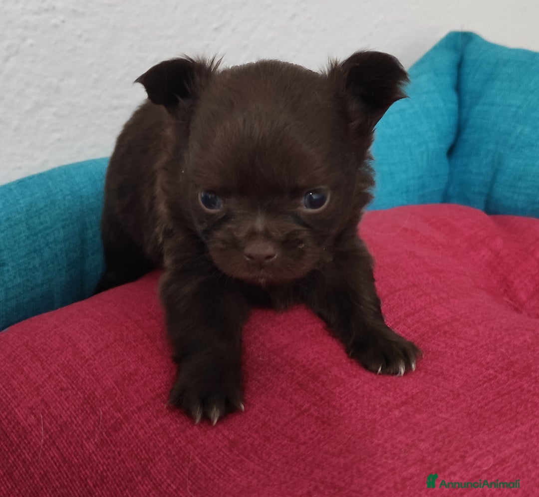 Chihuahua cani in vendita: Cuccioli di chihuahua a pelo lungo - Immagine 6