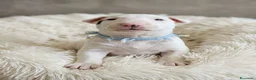 Bull Terrier Mini cani in vendita: Cuccioli bull terrier miniature a Libero consorzio comunale di Caltanissetta - Annuncio 4