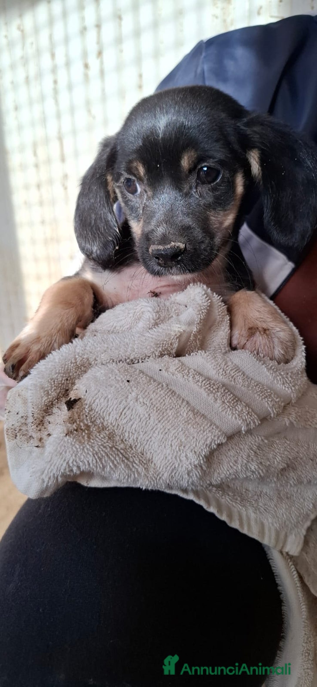 Meticcio cani in regalo: CUCCIOLA 3 MESI TG P - Annuncio 1