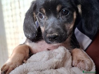 Meticcio cani CUCCIOLA 3 MESI TG P - Annuncio 3