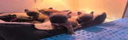 Bulldog Francese cani in vendita: Cuccioli di Bulldog francese - Annuncio 27
