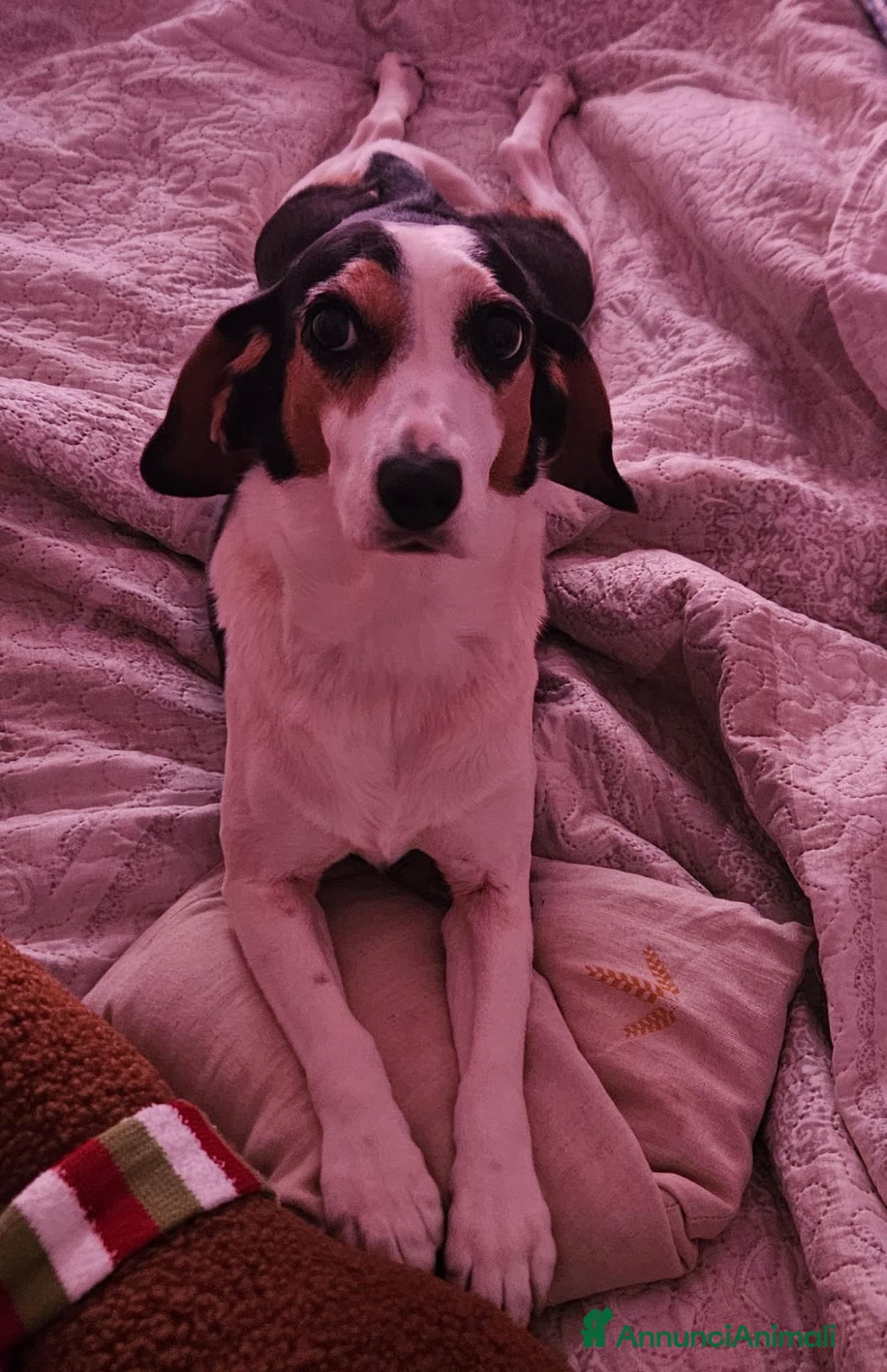 Meticcio cani Cuccioli, non hanno chiesto di nascere! - Annuncio 2