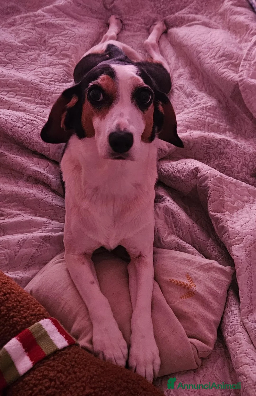 Meticcio cani in regalo: Cuccioli, non hanno chiesto di nascere! - Annuncio 2