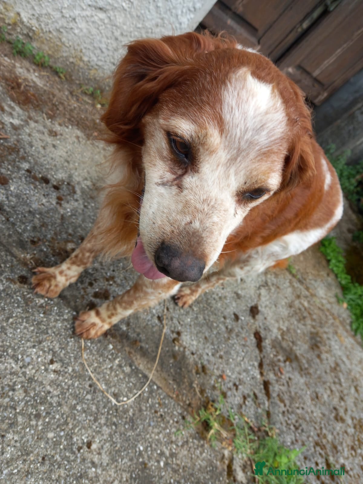 Breton cani in regalo: Breton 15anni senza riparo e non in salute!! LUCCA - Annuncio 2