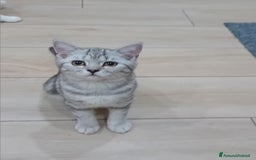 Scottish gatti in vendita: Scottish Straight e fold a Provincia di Piacenza - Immagine 1