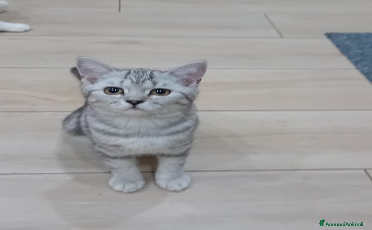 Scottish gatti a Provincia di Piacenza - Annuncio 4