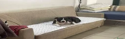 Meticcio cani in regalo: Roy e Mesh Mesh, una adozione di coppia - Annuncio 3