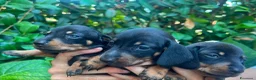 Bassotto cani in vendita: Bassotti  - Annuncio 5