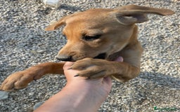 Meticcio cani in regalo: LA BELLISSIMA NEVADA a Provincia di Pavia - Immagine 10