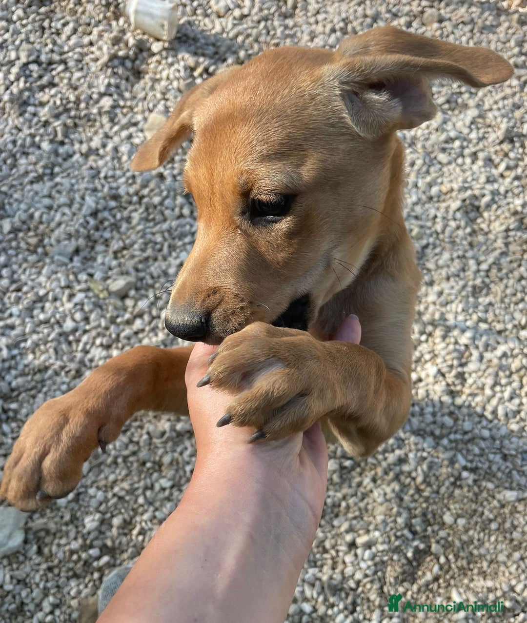 Meticcio cani in regalo: LA BELLISSIMA NEVADA a Provincia di Pavia - Immagine 10