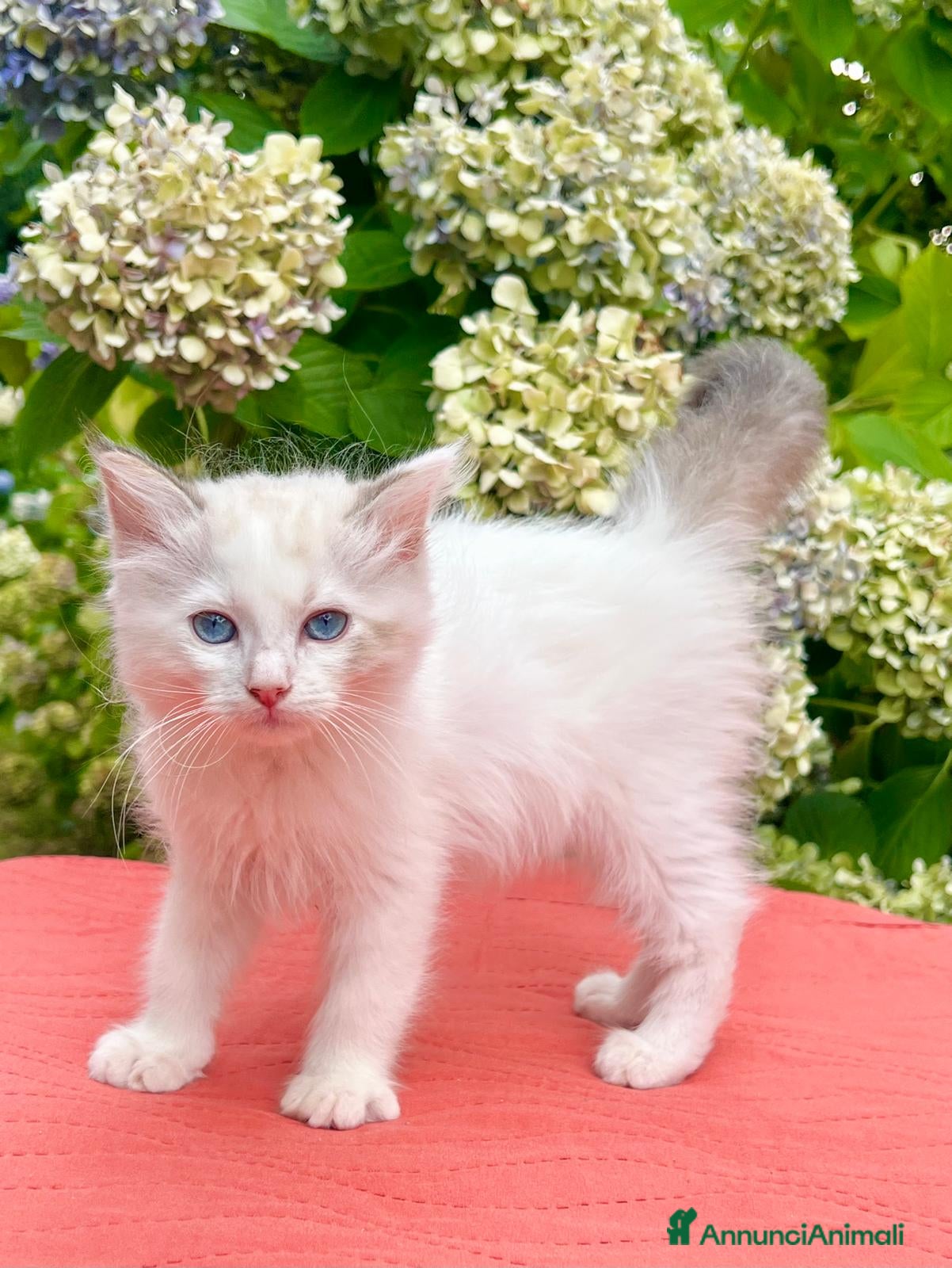 Ragdoll gatti cucciolo ragdoll disponibile genitori con pedigree - Annuncio 4