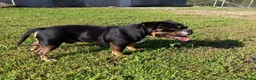 American Bully cani in vendita: American bully - Annuncio 5