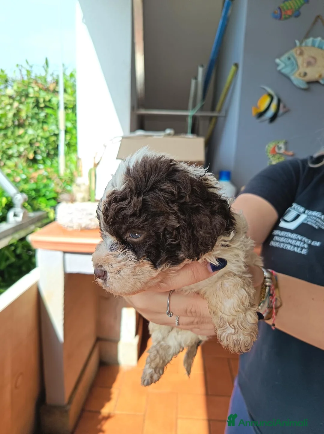 Lagotto cani in vendita: Cuccioli di Lagotto Romagnolo a Città metropolitana di Roma Capitale - Annuncio 2