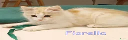 Europeo gatti in regalo: FIORELLA, UNA NUVOLA DI DOLCEZZA CERCA CASA! - Annuncio 4