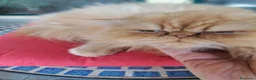 Persiano gatti in vendita: Gatto persiano maschio a Provincia di Reggio Emilia - Annuncio 4