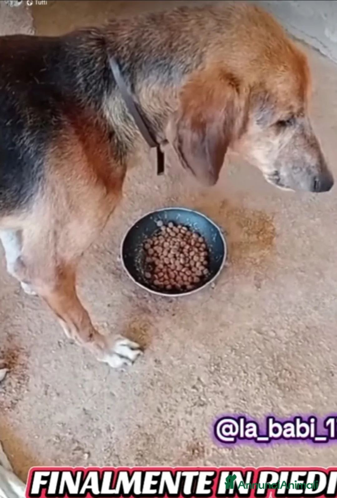 Segugio cani in regalo: Segugio x 8ANNI A CATENA CORTA!SOS X SPILLO.SUD a Città metropolitana di Milano - Annuncio 5