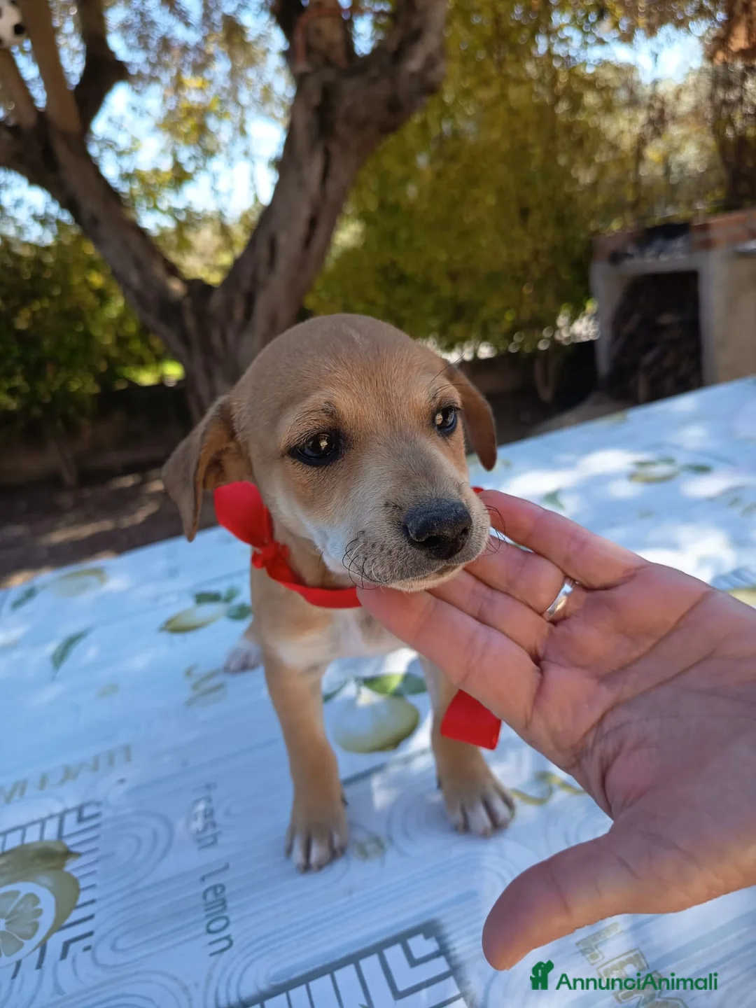 Meticcio cani in regalo: TAGLIE PICCOLE CERCANO CASA  a Provincia di Varese - Annuncio 5