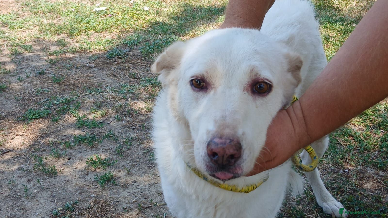 Meticcio cani BRANDY 11 ANNI E NON SENTIRLI, IN ADOZIONE - Annuncio 35