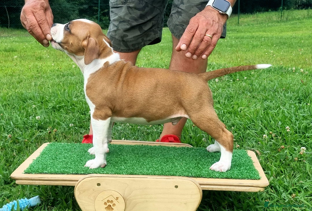 American Staffordshire cani in vendita: Disponibili ancora solo 3 maschietti!!! a Provincia di Varese - Immagine 6