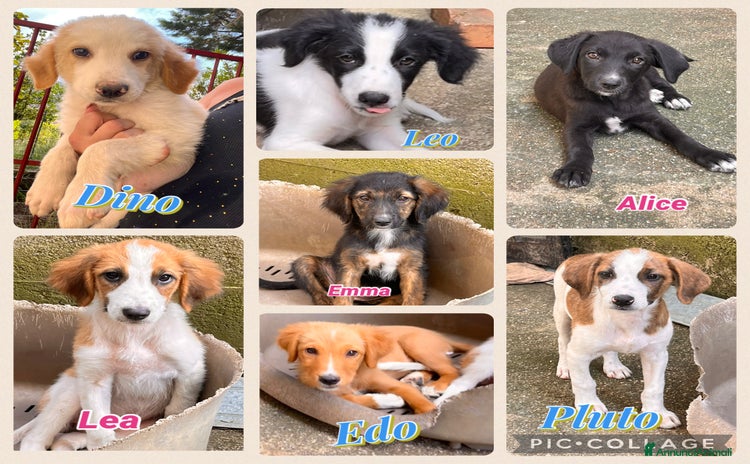 Meticcio cani a Provincia di Salerno - Annuncio 1