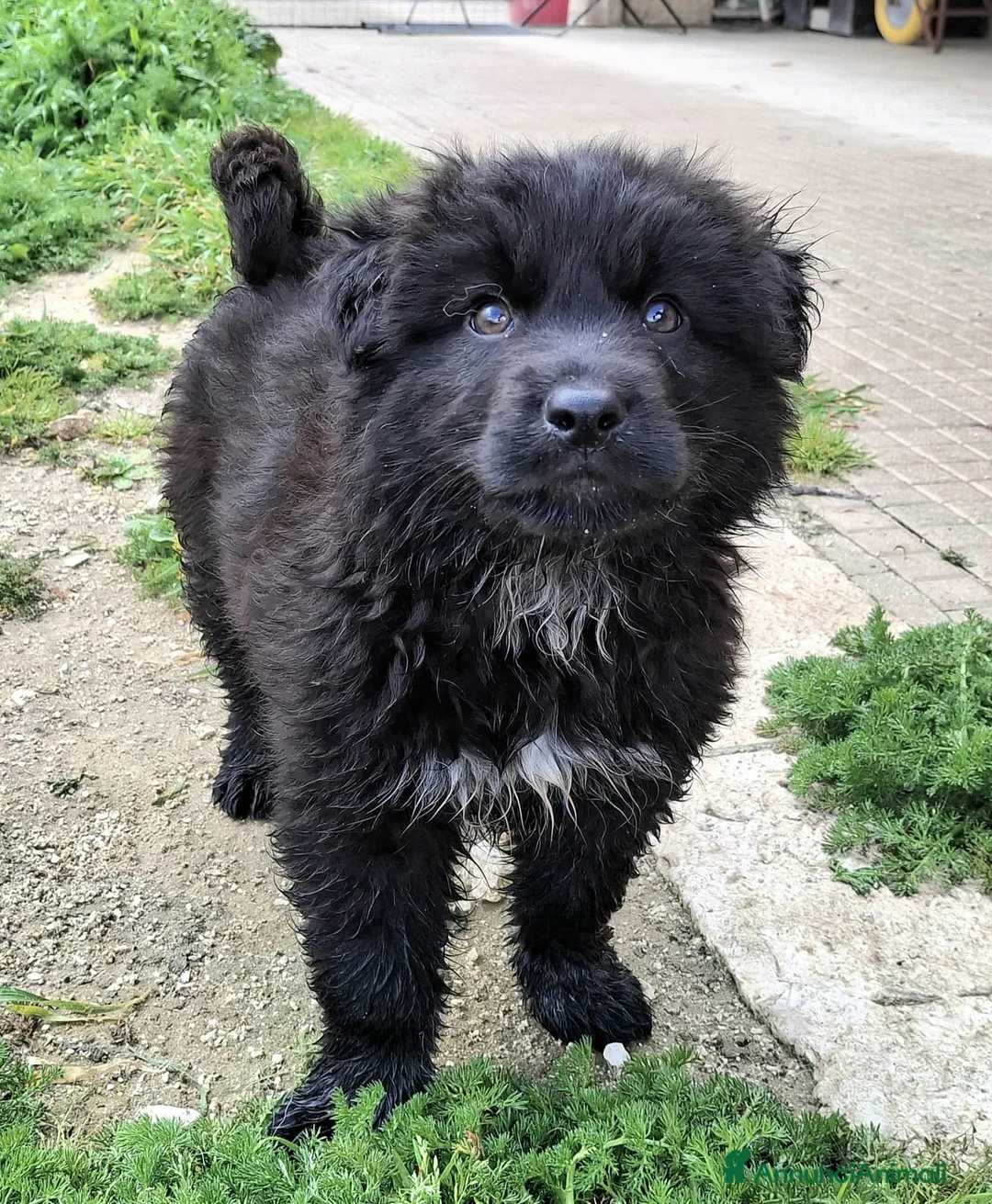 Meticcio cani in regalo: Brian 2 mesi taglia media grande  a Città metropolitana di Palermo - Annuncio 2