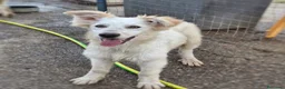 Meticcio cani in regalo: GAIA 🩷 impossibile guardarla senza sorridere - Annuncio 5
