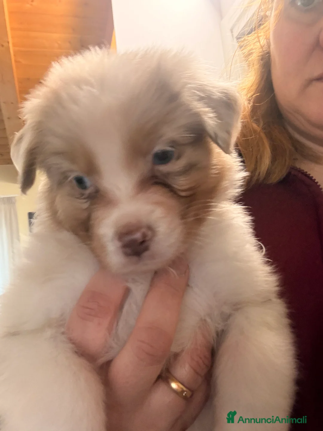 Australian Shepherd cani in vendita: Aussie - Annuncio 3