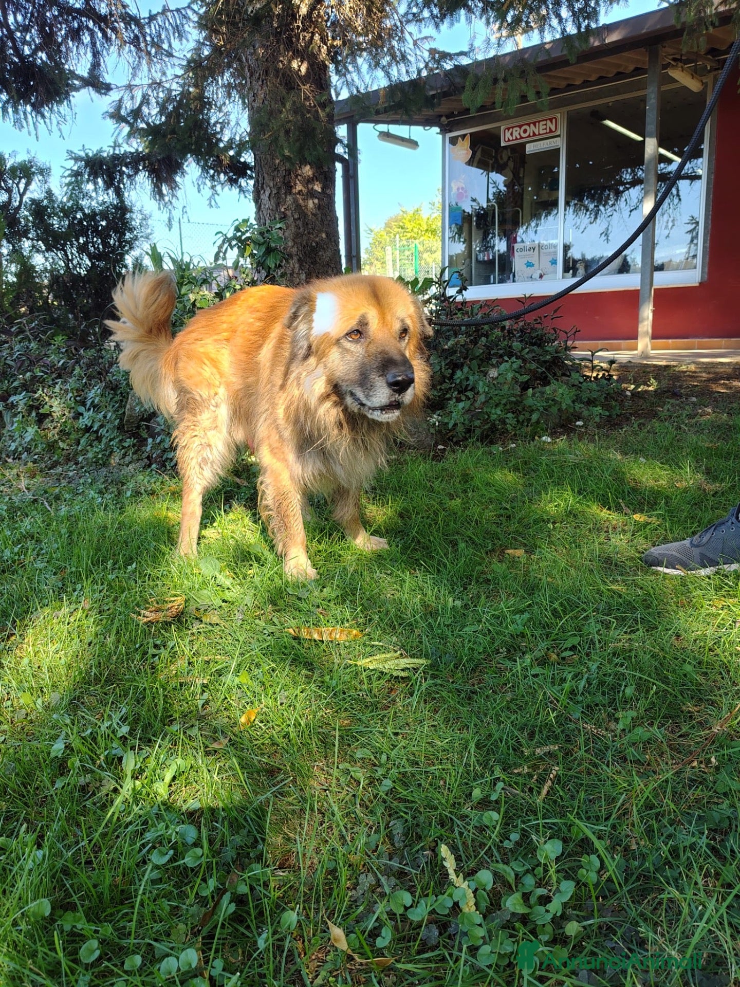 Meticcio cani Argo, taglia media, cerca casa - Annuncio 40